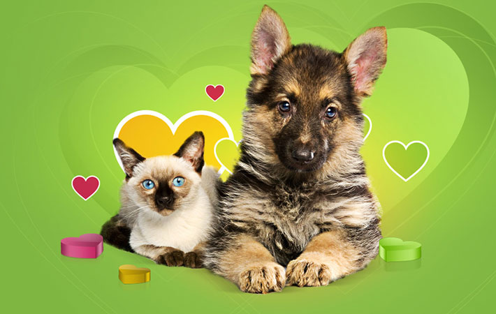 Изображение статьи Как открыть интернет-магазин зоотоваров